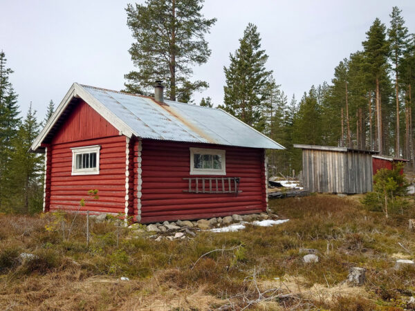 Rugbråtekoia - Bilde 3